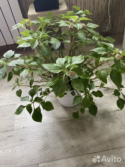 Бальзамин махровый