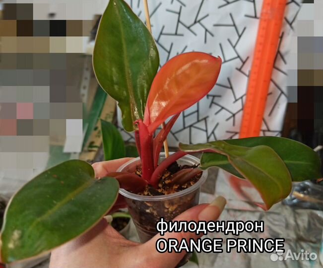 Филодендрон Orange Prince, Black cardinal