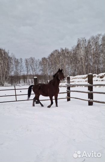 В продаже Жеребец