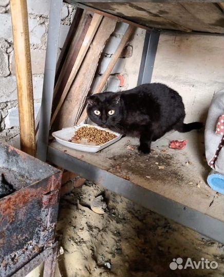 Вислоухий кот на улице