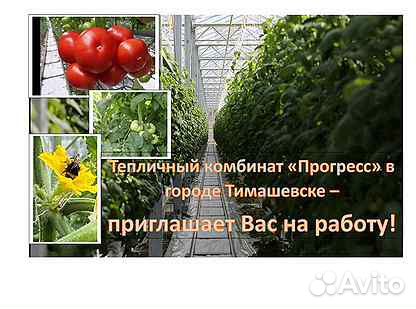 Овощевод, рабочий в теплицу