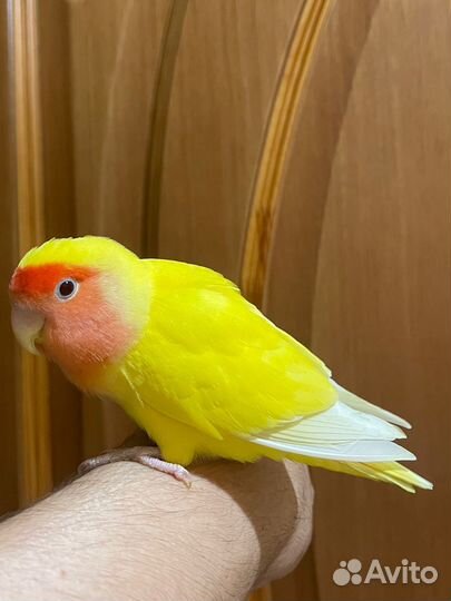 Неразлучники