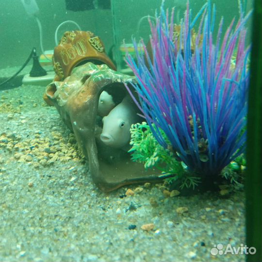 Продам рыбок