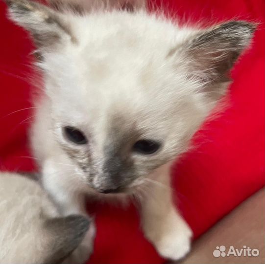 Продаю котят Меконгский бобтейл