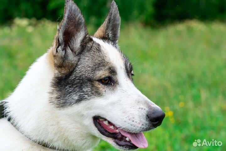 Снежная красотка