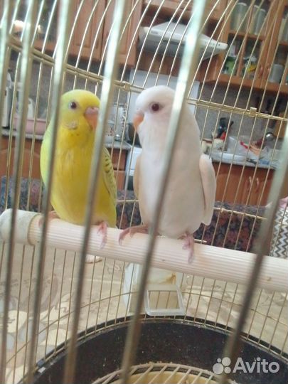 Птенцы волнистого попугая, склонные к разговору