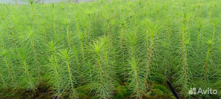 Сеянцы зкс и окс ель, сосна из питомника