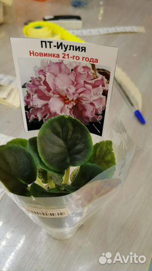 Фиалки коллекционные