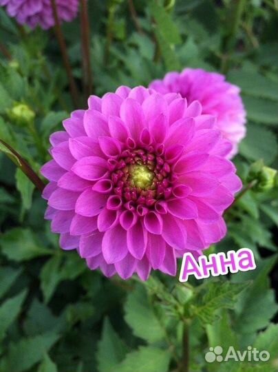 Георгины клубни, хризантемы, мультифлора