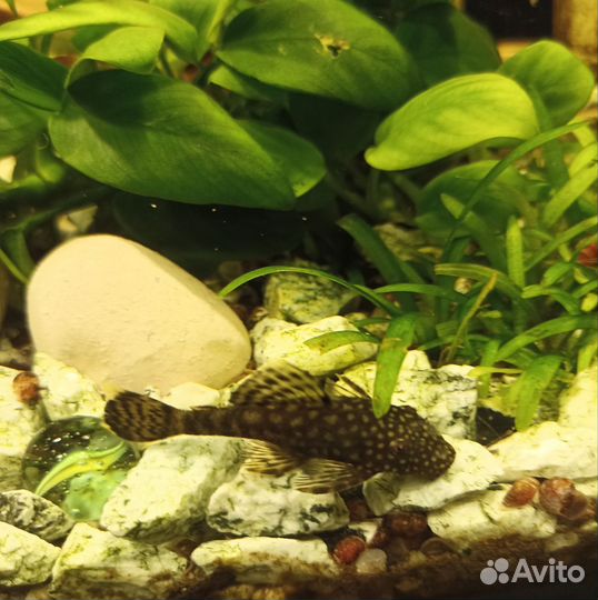Сом анциструс