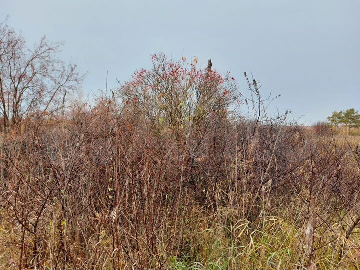 Участок 10 сот. (СНТ, ДНП)