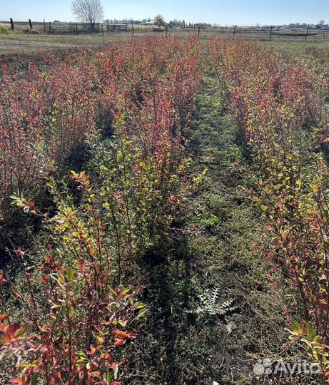 Кизильник блестящий