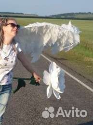 Ростовые Цветы. Большие цветы. Цветы высотой 1м