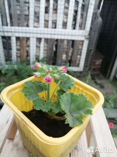 Герани и пеларгонии