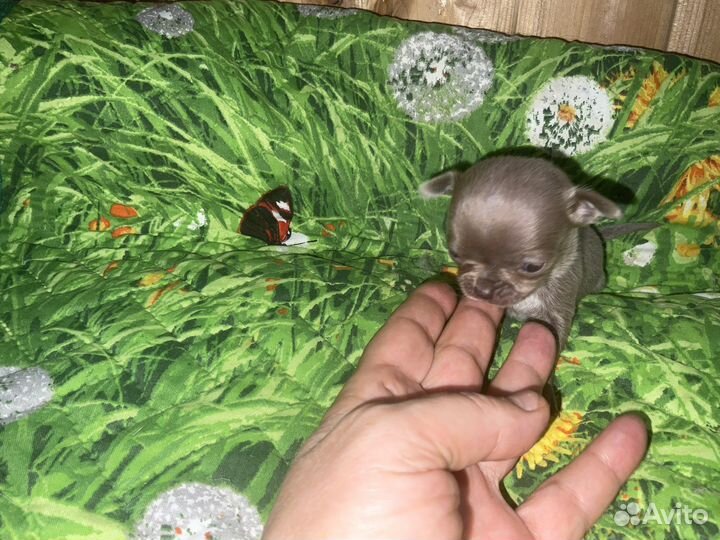 Чихуахуа mini и micro