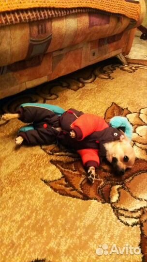 Костюм для собаки