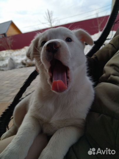 Щенок в добрые руки бесплатно