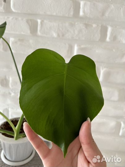 Монстера (лиана)