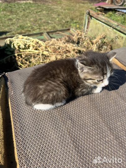 Отдам котенка