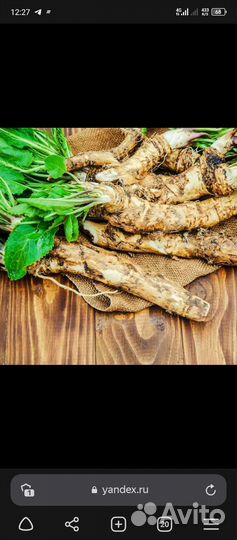 Корни хрена