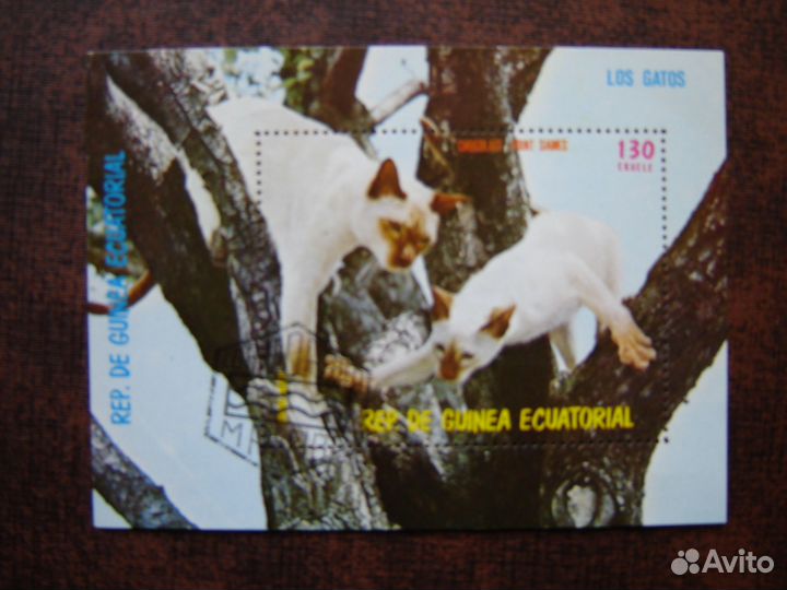 Фауна. Кошки