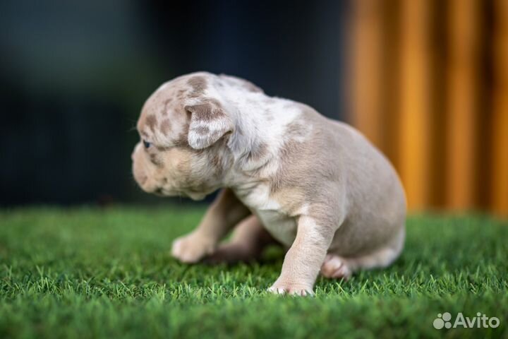 Американский булли микро