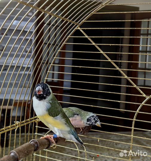 Амадины гульда