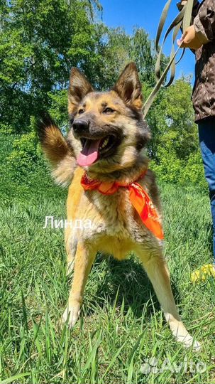 Собака из приюта ищет дом