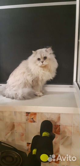 Британский Кот на вязку