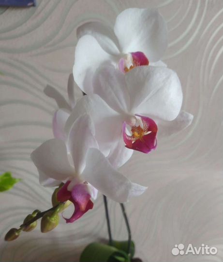 Орхидея фаленопсис