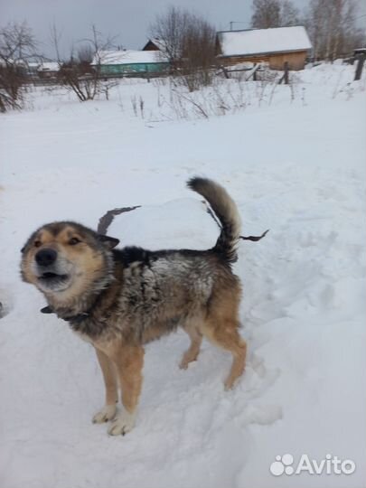 Собака в добрые руки отдам бесплатно