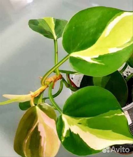 Сциндапсус, филодендрон