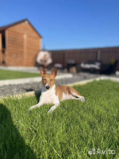 Басенджи вязка