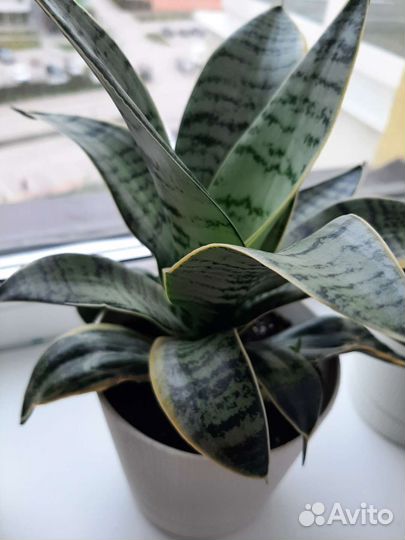 Сансевиерия ханни крем