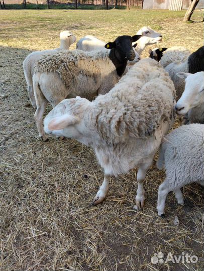 Ягнята дорпер девочки