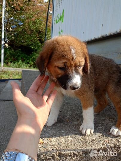 Собака 4 мес девочка супер умный друг