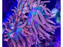 Живые кораллы для морского аквариума