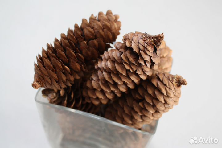 Шишки еловые Шишки для поделок для мульчирования