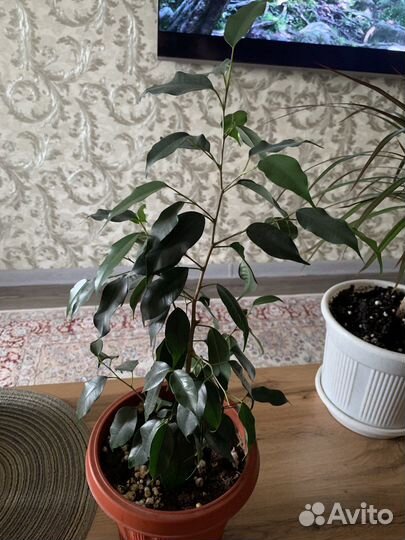 Бенджамина