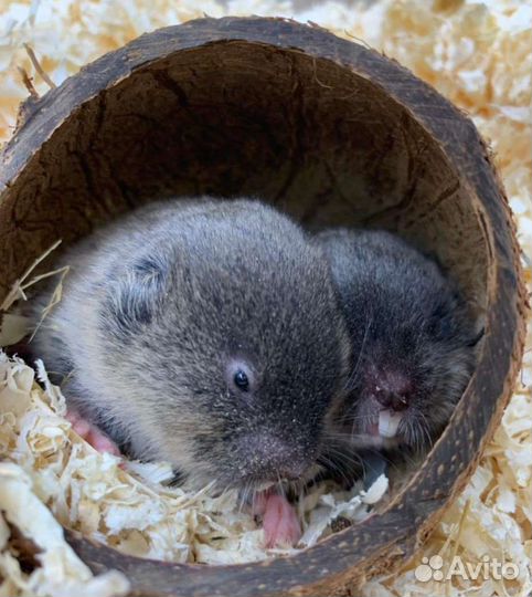 Слепушонка восточная или минибобрик