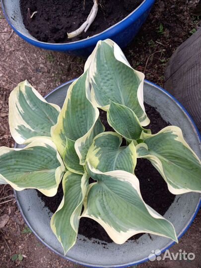 Многолетники садовые