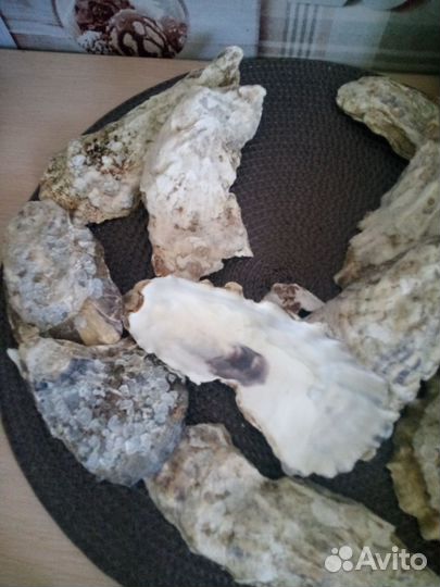 Устрицы створки раковины