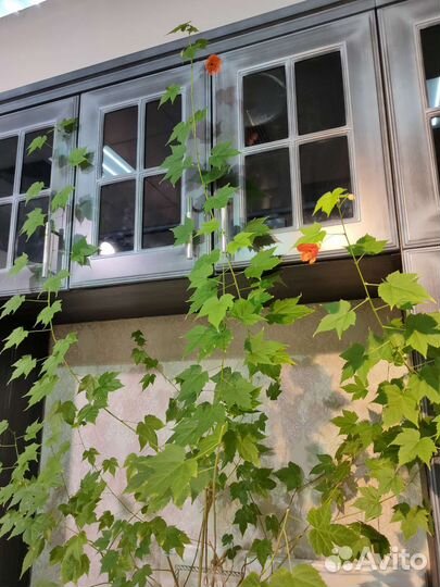 Абутилон черенки