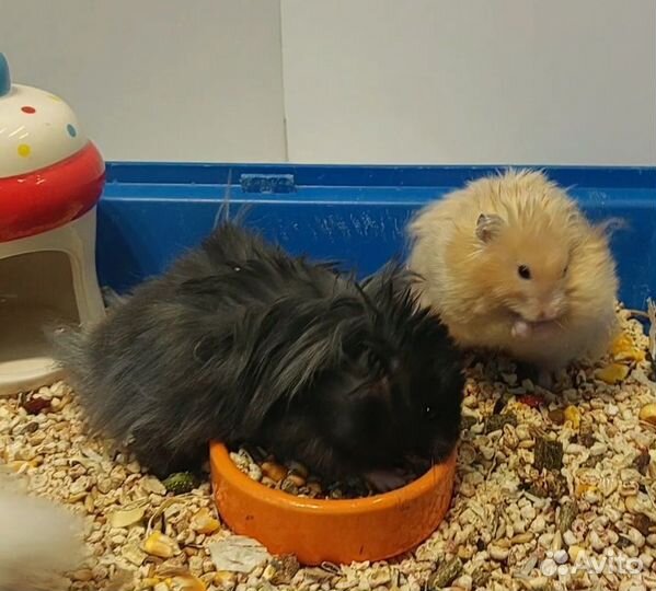 Ангорские и Сирийские хомячки