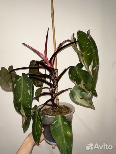 Филодендрон Pink Princess, розовый эхинопсис