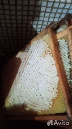 Рамка меда в сотах