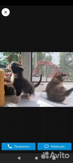 Любимый котенок