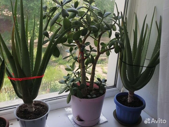 Цветы комнатные