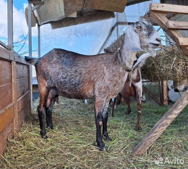 Козы камри/Нубийские
