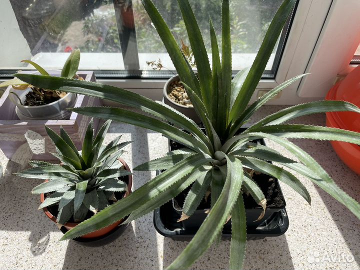 Экзотические комнатные растения